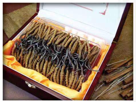 关岭冬虫夏草回收